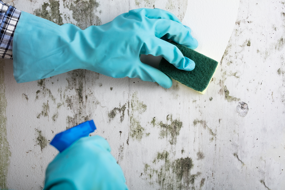 Housekeeper's,Hand,With,Glove,Cleaning,Mold,From,Wall,With,Sponge